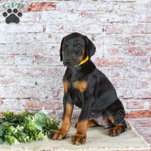 Macy, Doberman Pinscher Puppy